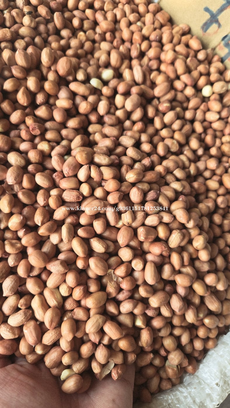 សណ្ដែកដី