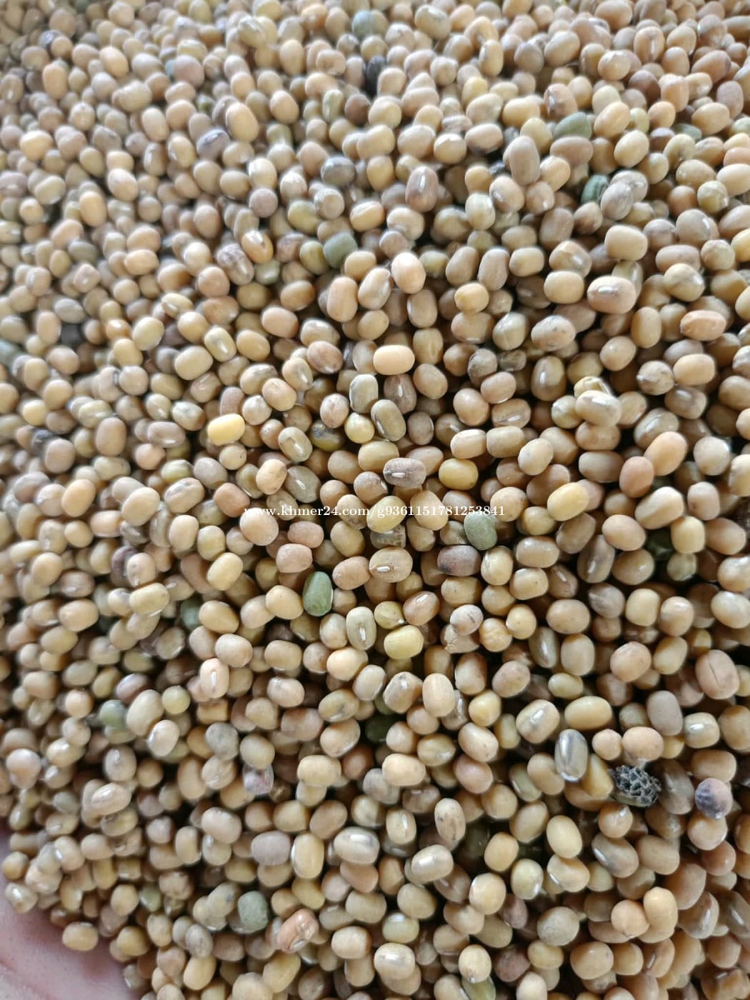 សណ្ដែកលឿងបណ្ដុះ