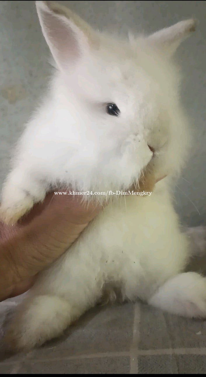 ទន្សាយពូជតោ