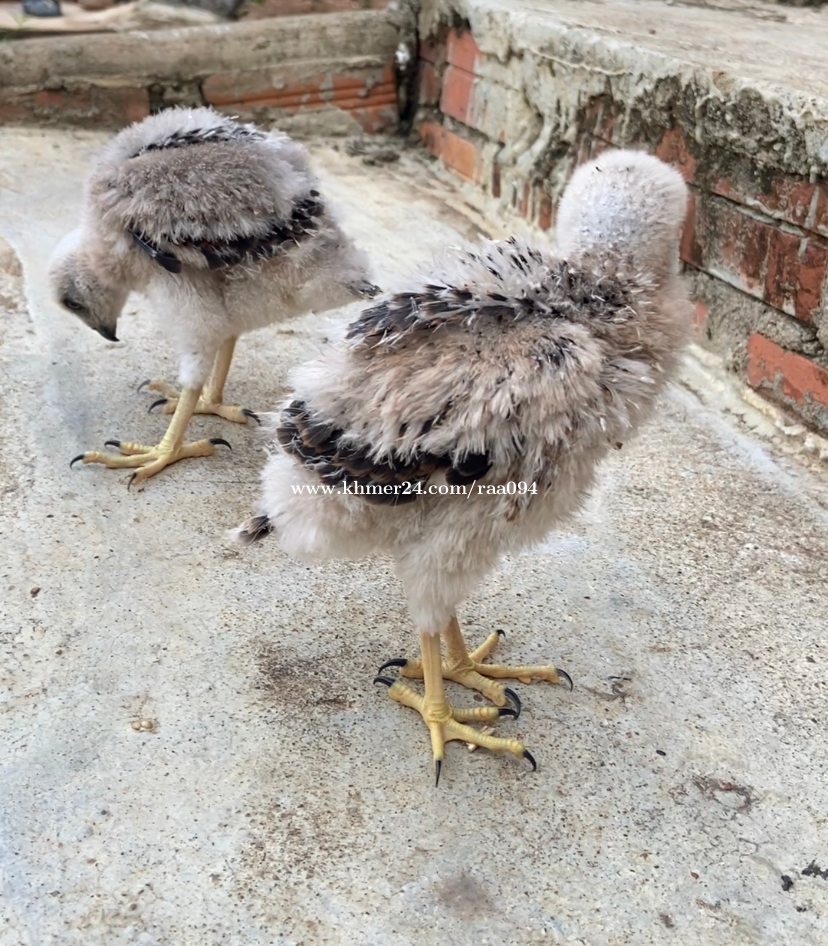 បក្សីប្រមាញ់🦅