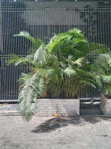 ដើមដូងលំអ