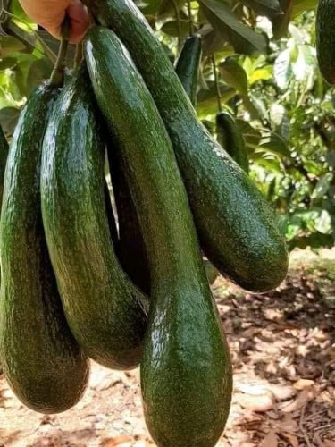 ប័រមណ្ឌលគិរី