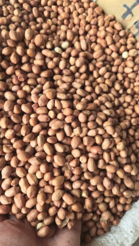 សណ្ដែកដី