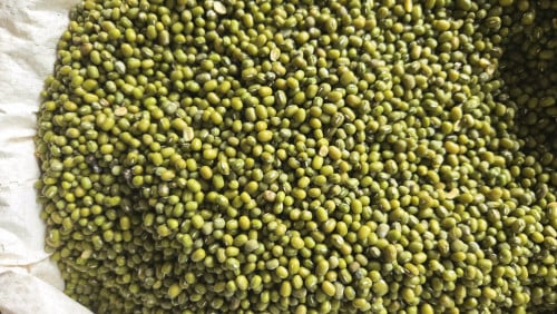 សណ្ដែកបាយ