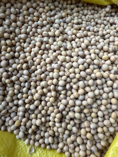 សណ្ដែកសៀង