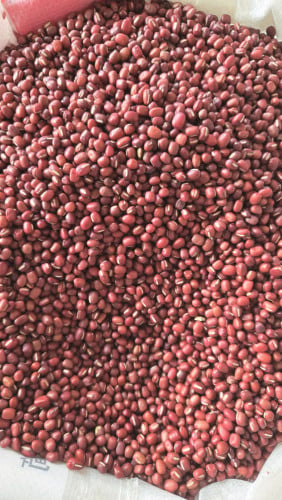 សណ្ដែកក្រហម