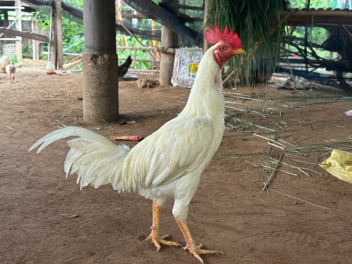 មាន់