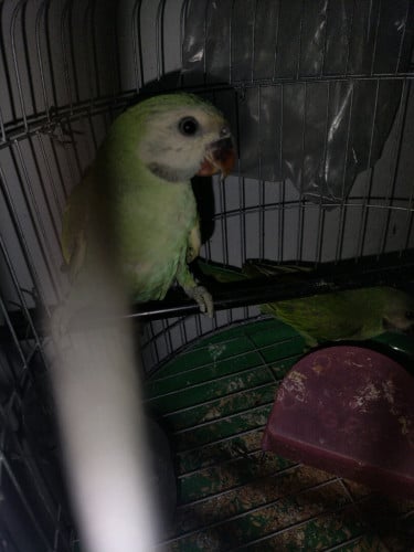 សេកកូនរៀននិយាយ