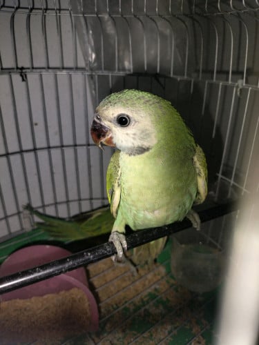 សេកកូនរៀននិយាយ
