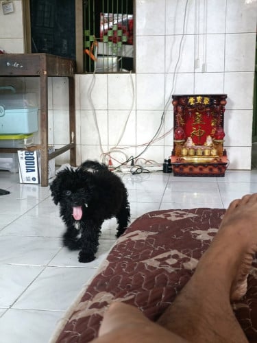 លក់អត់មានពេលមើល ២ 150$