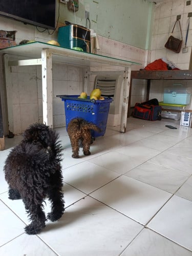 លក់អត់មានពេលមើល ២ 150$