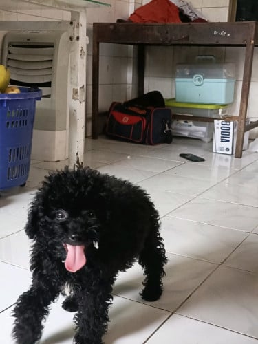 លក់អត់មានពេលមើល ២ 150$