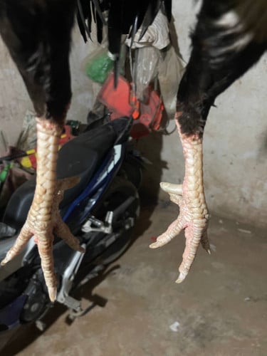 មាន់គីឡូ31ឈ្នះ3លក់55$012905433😍😍