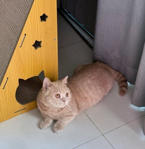 ๐พ Male Munchkin Cat for Adoption ๐ก๐