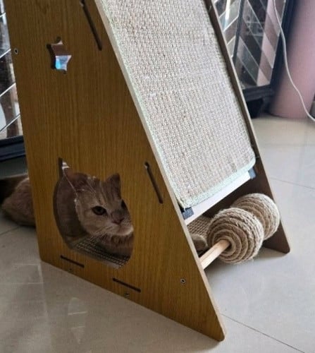 ๐พ Male Munchkin Cat for Adoption ๐ก๐