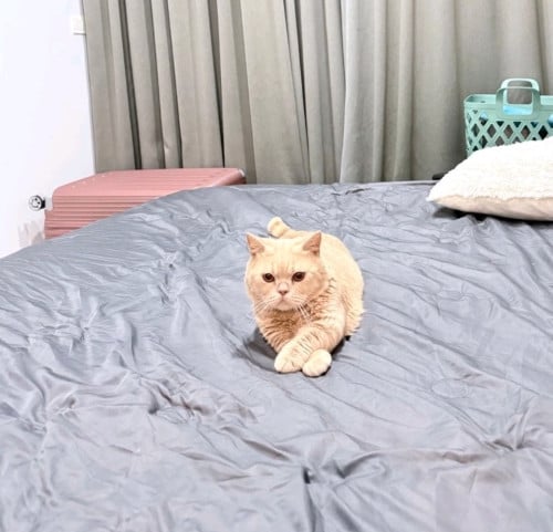 ๐พ Male Munchkin Cat for Adoption ๐ก๐