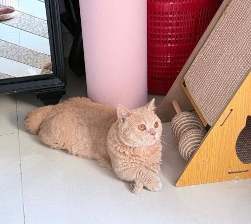 🐾 Male Munchkin Cat for Adoption 🏡💕