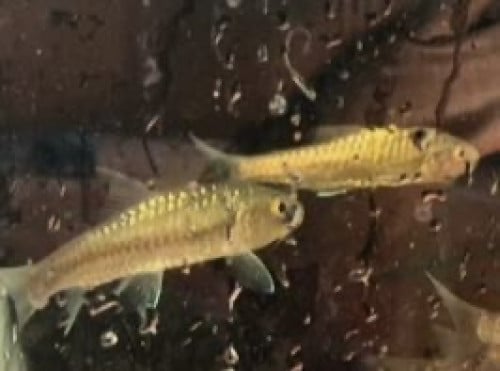 Blue Mahseer