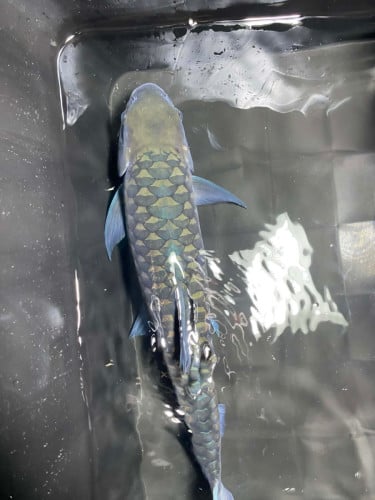 Blue Mahseer