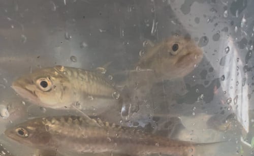 Blue Mahseer