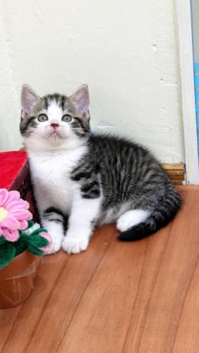 British shorthair
