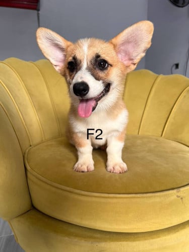 Corgis