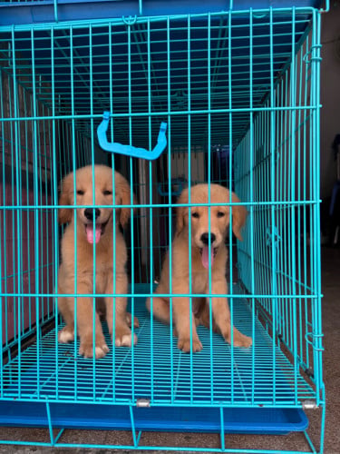 Golden retriever