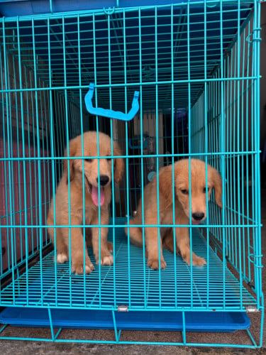 Golden retriever