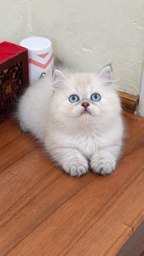 Himalayan cat