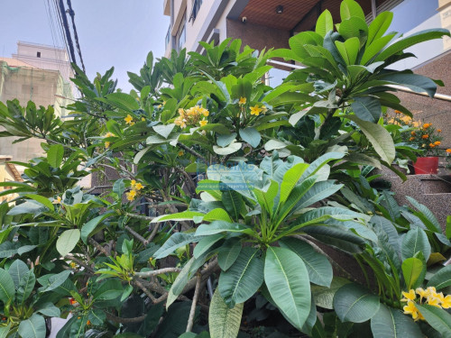 N1043 | Serviced Apartment 1 Bedroom with Gym, Pool, Cleaning For Rent