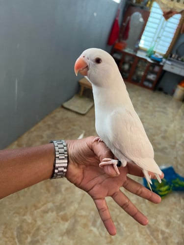 Ringneck white