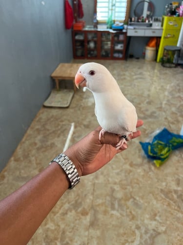 Ringneck white