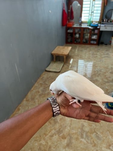 Ringneck white
