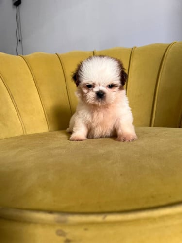 Shihtzu VIP