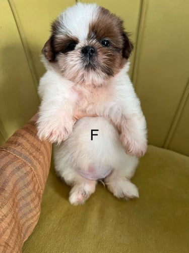 Shihtzu VIP