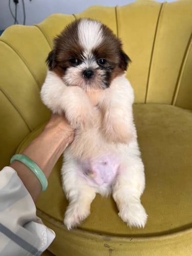 Shihtzu VIP