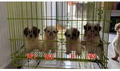 Shihtzu VIP