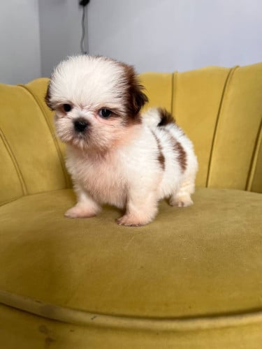 Shihtzu VIP