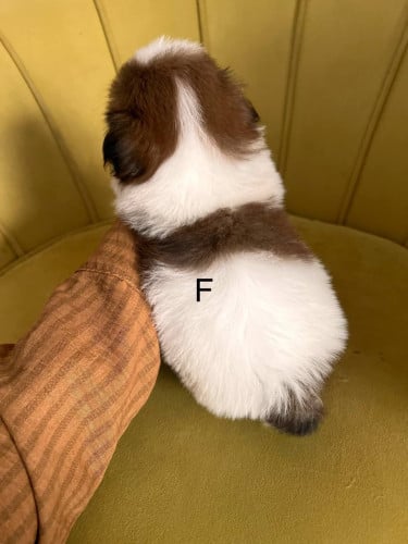 Shihtzu VIP