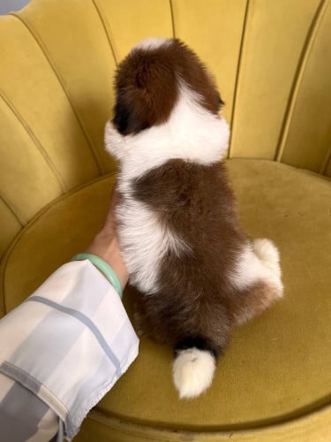 Shihtzu VIP