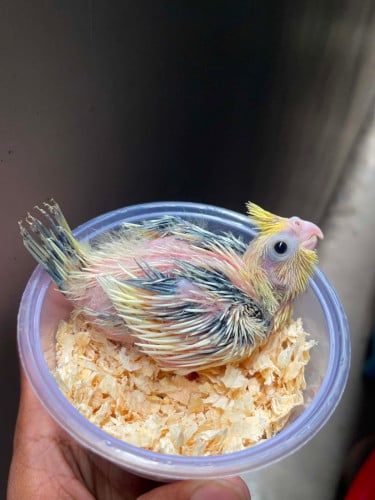 លក់កុកកាថែល