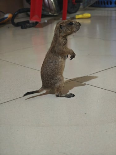 ๐ถ แแแแ
แแ prairie dog 1แแผแแแแแถแ