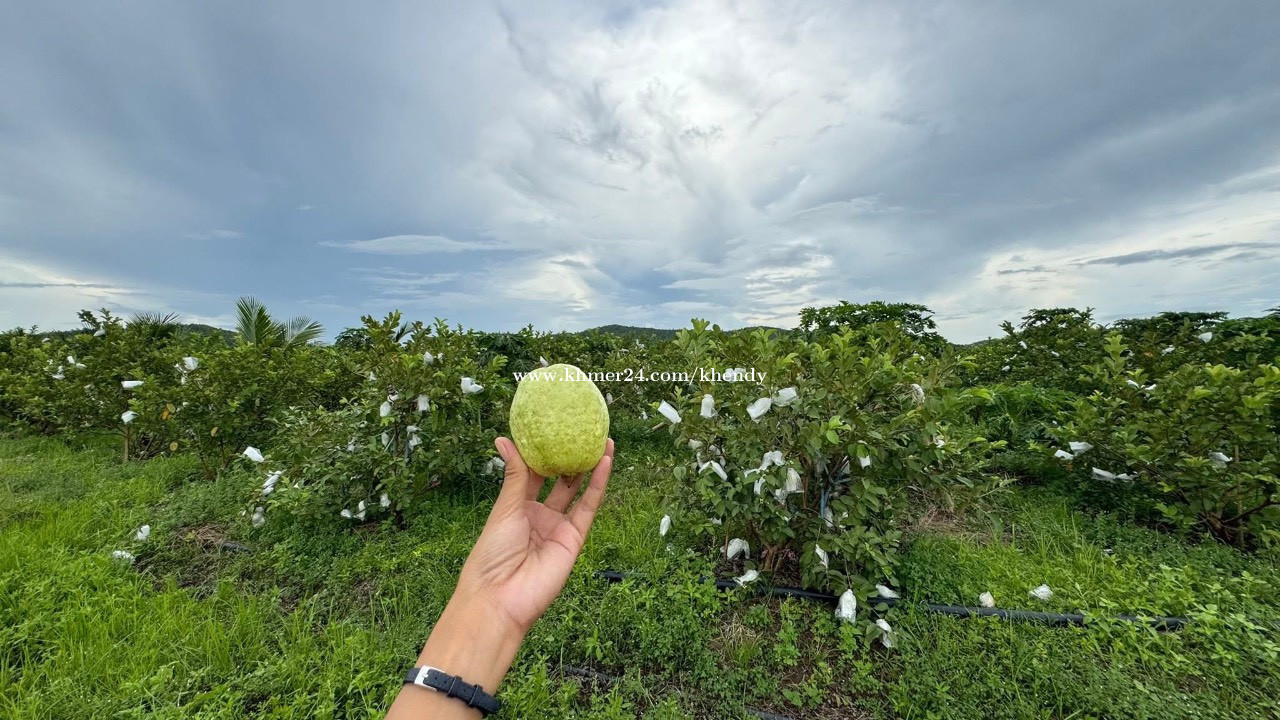 ដីចំការសម្រាប់លក់