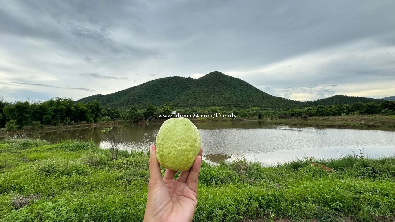ដីចំការសម្រាប់លក់