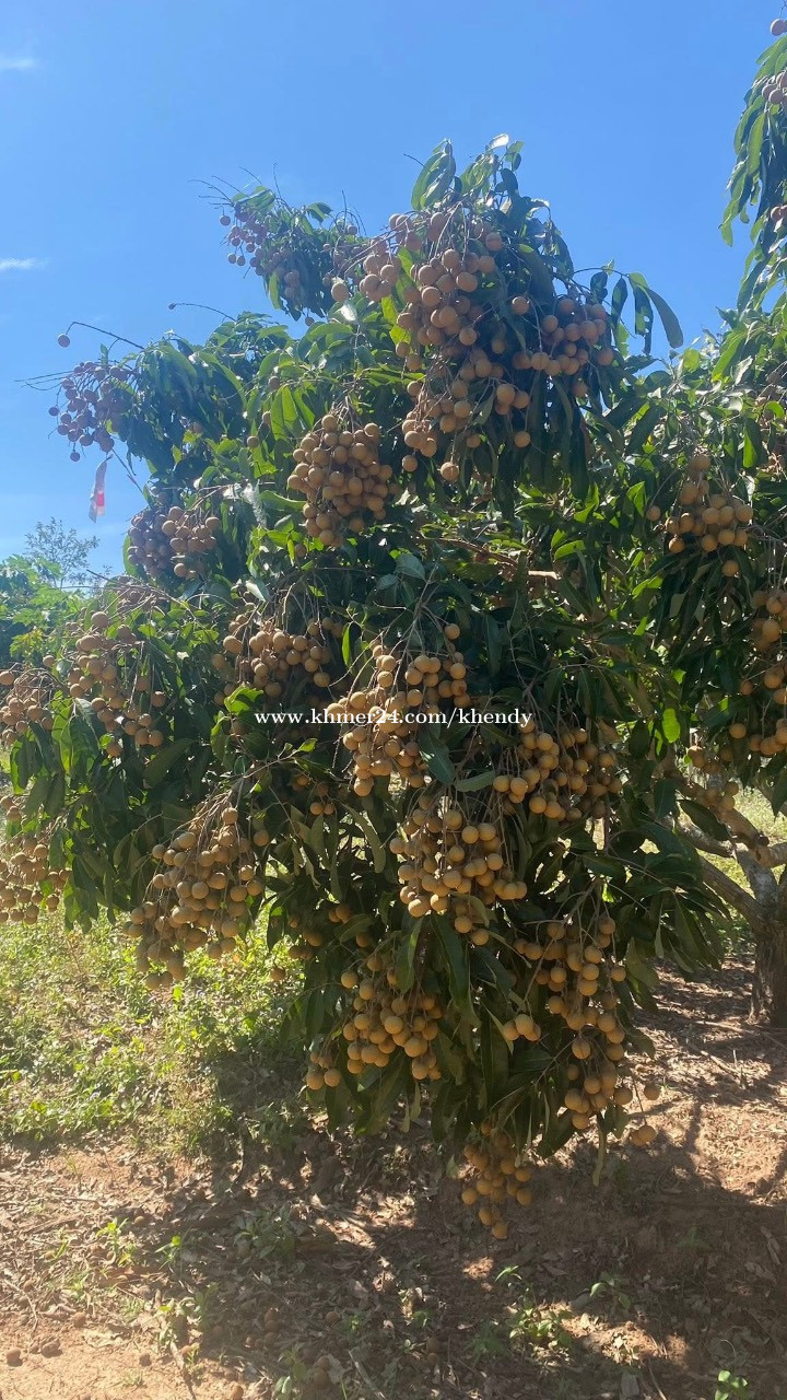 ដីចំការសម្រាប់លក់
