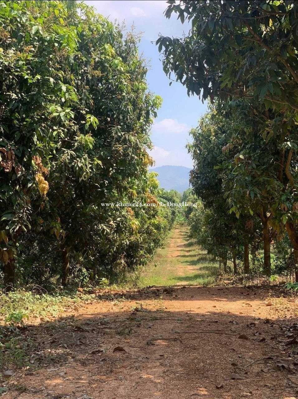 ដីកែងលក់ លើផ្លូវ43