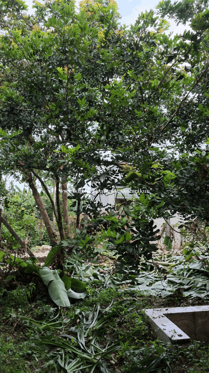 ដីលក់ប្រញាប់ ស្វាយរលំភូមិ២ ទីតាំងល្អនៅតាខ្មៅ លើផ្លូវ ២១A  $150,000 អាចចរចាបាន ( ម្ចាស់ដីផ្ទាល់)