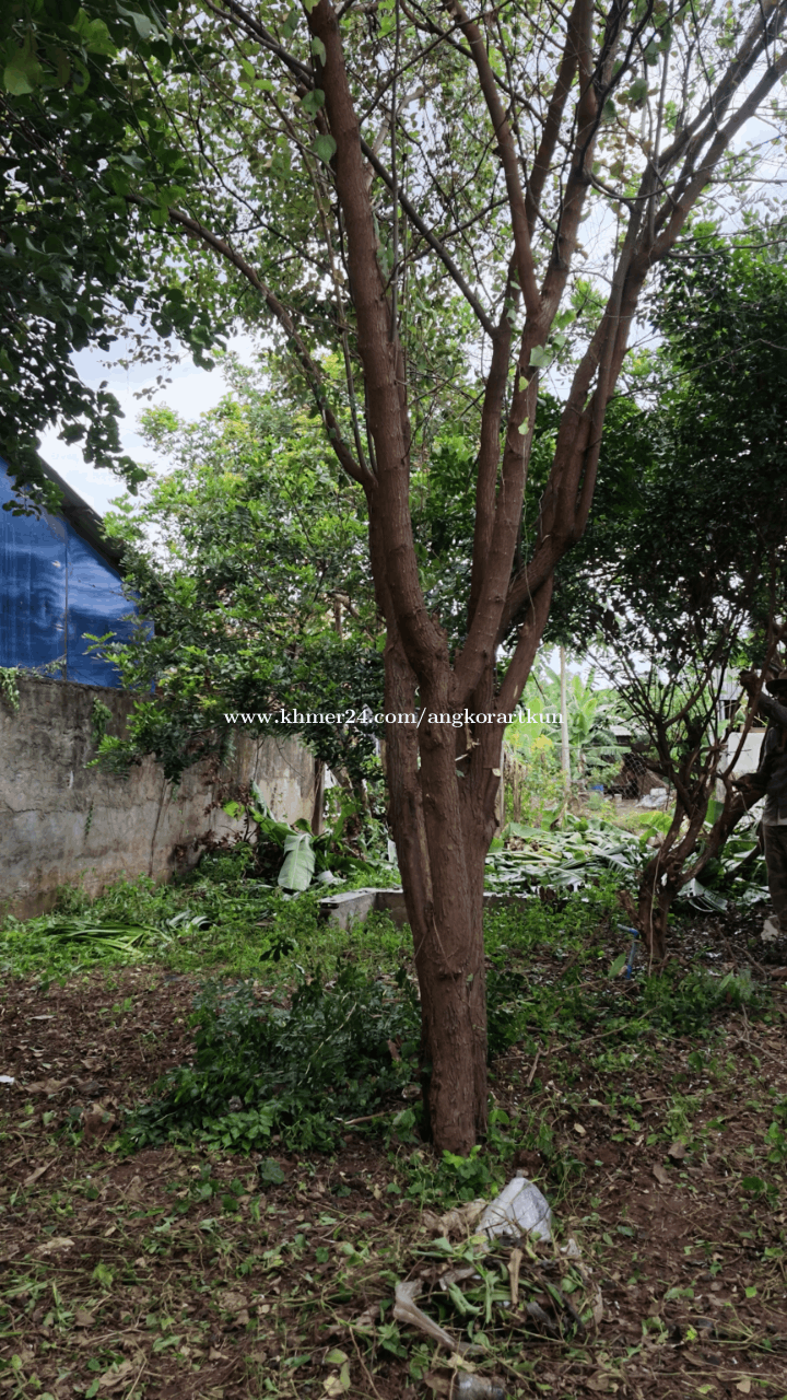 ដីលក់ប្រញាប់ ស្វាយរលំភូមិ២ ទីតាំងល្អនៅតាខ្មៅ លើផ្លូវ ២១A  $150,000 អាចចរចាបាន ( ម្ចាស់ដីផ្ទាល់)