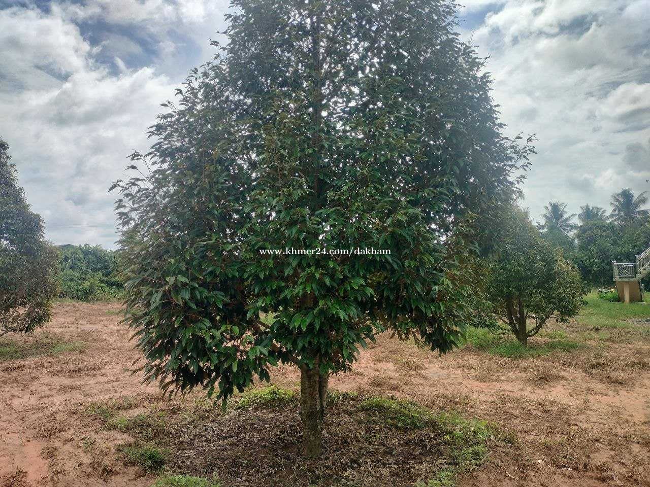 ដីចំការទុរេនហ្នឹងផ្ទះលក់បន្ទាន់:  នៅស្រុកទឹកឈូ កំពត