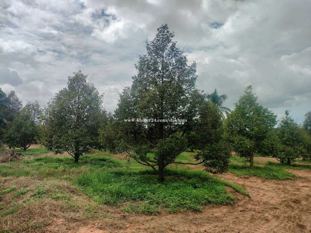 ដីចំការទុរេនហ្នឹងផ្ទះលក់បន្ទាន់:  នៅស្រុកទឹកឈូ កំពត